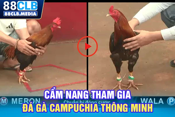 Cẩm nang tham gia đá gà Campuchia thông minh