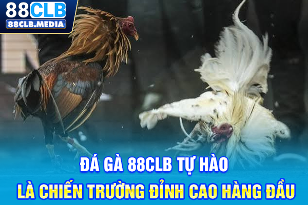 Đá Gà 88CLB Tự Hào Là Chiến Trường Đỉnh Cao Hàng Đầu