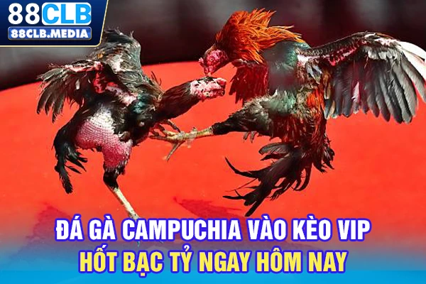 Đá Gà Campuchia Vào Kèo VIP, Hốt Bạc Tỷ Ngay Hôm Nay