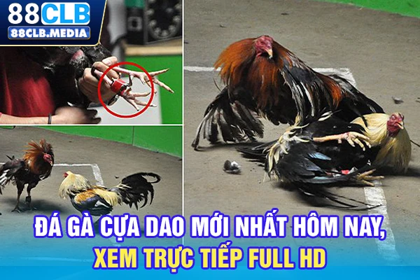 Đá Gà Cựa Dao Mới Nhất Hôm Nay, Xem Trực Tiếp Full HD