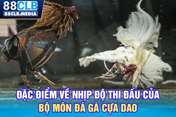 Đặc điểm về nhịp độ thi đấu của bộ môn đá gà cựa dao