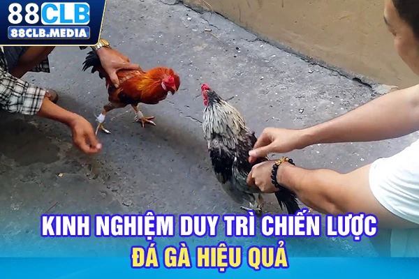 Kinh nghiệm duy trì chiến lược đá gà hiệu quả