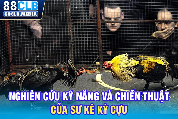 Nghiên cứu kỹ năng và chiến thuật của sư kê kỳ cựu