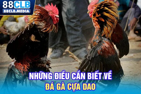Những điều cần biết về đá gà cựa dao