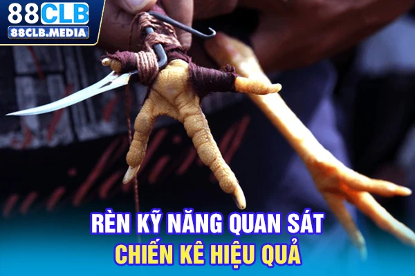 Rèn kỹ năng quan sát chiến kê hiệu quả