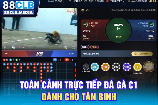 Toàn cảnh trực tiếp đá gà C1 dành cho tân binh