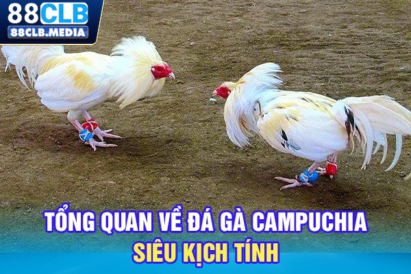 Tổng quan về đá gà Campuchia siêu kịch tính
